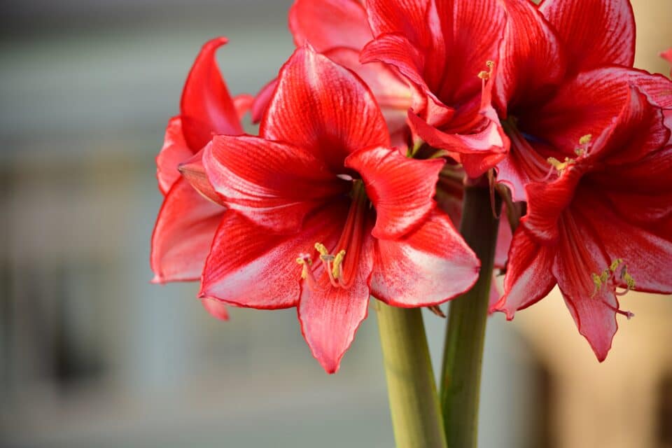 bunch of charisma amaryllis flowers. natural bouquet.s