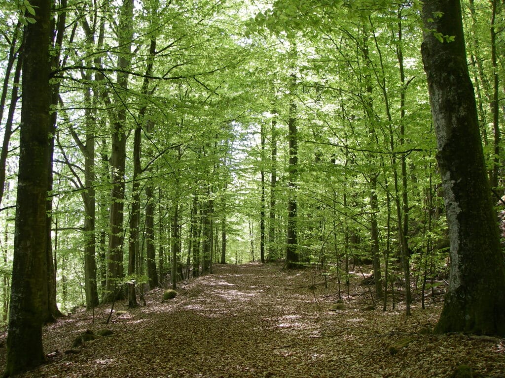 Vandring Osby nordost